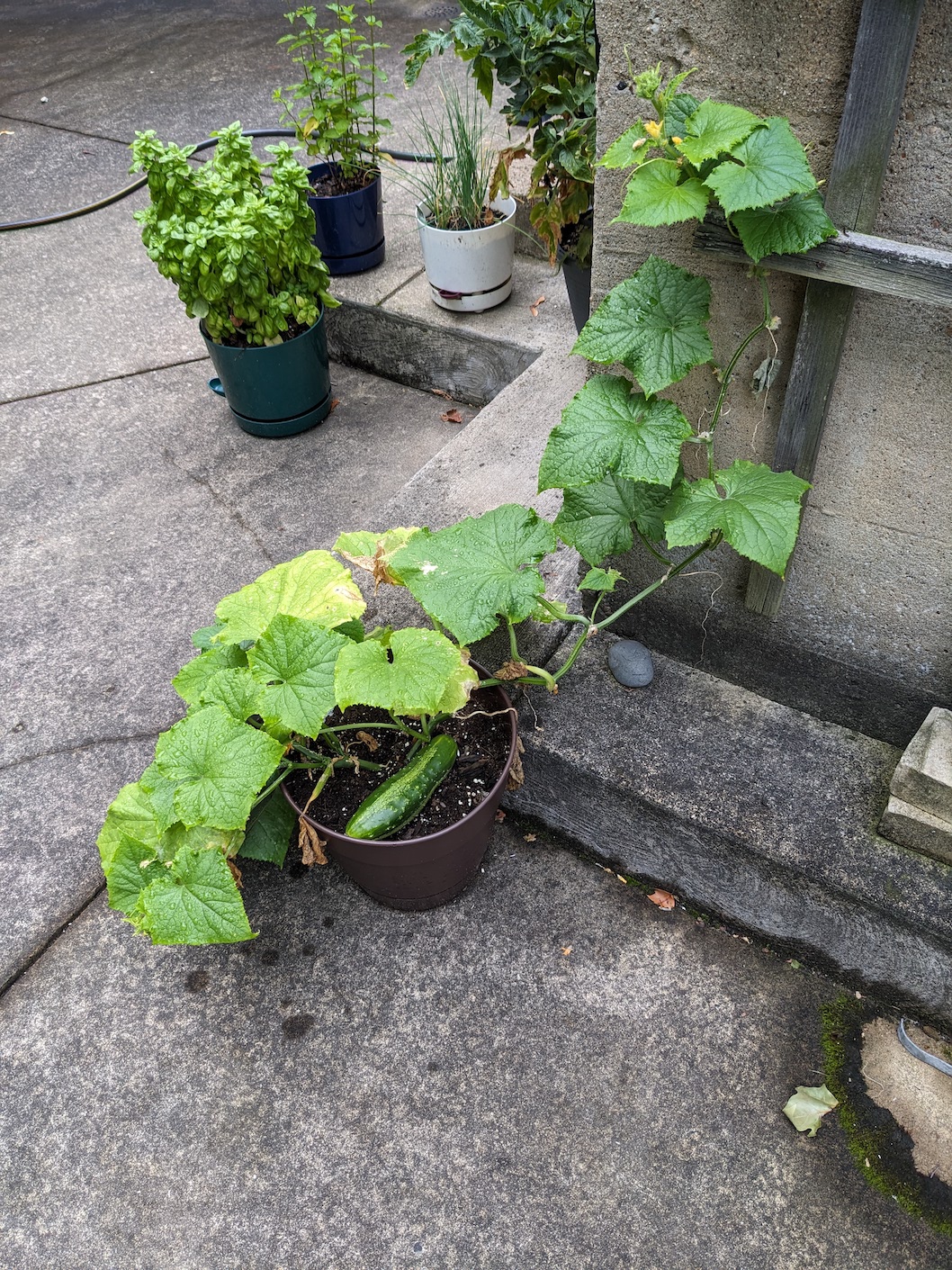 pot on patio with full-size cucumber nestled under large leaves
