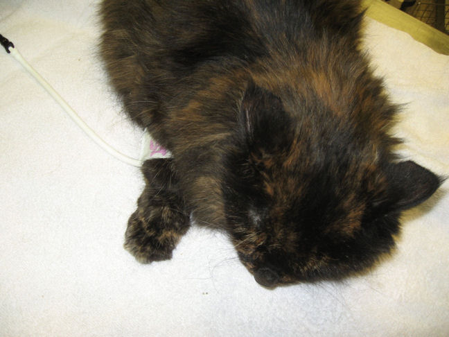 Embla, tortie, flattened on table with cuff on leg underneath (the vet reached under to apply it)