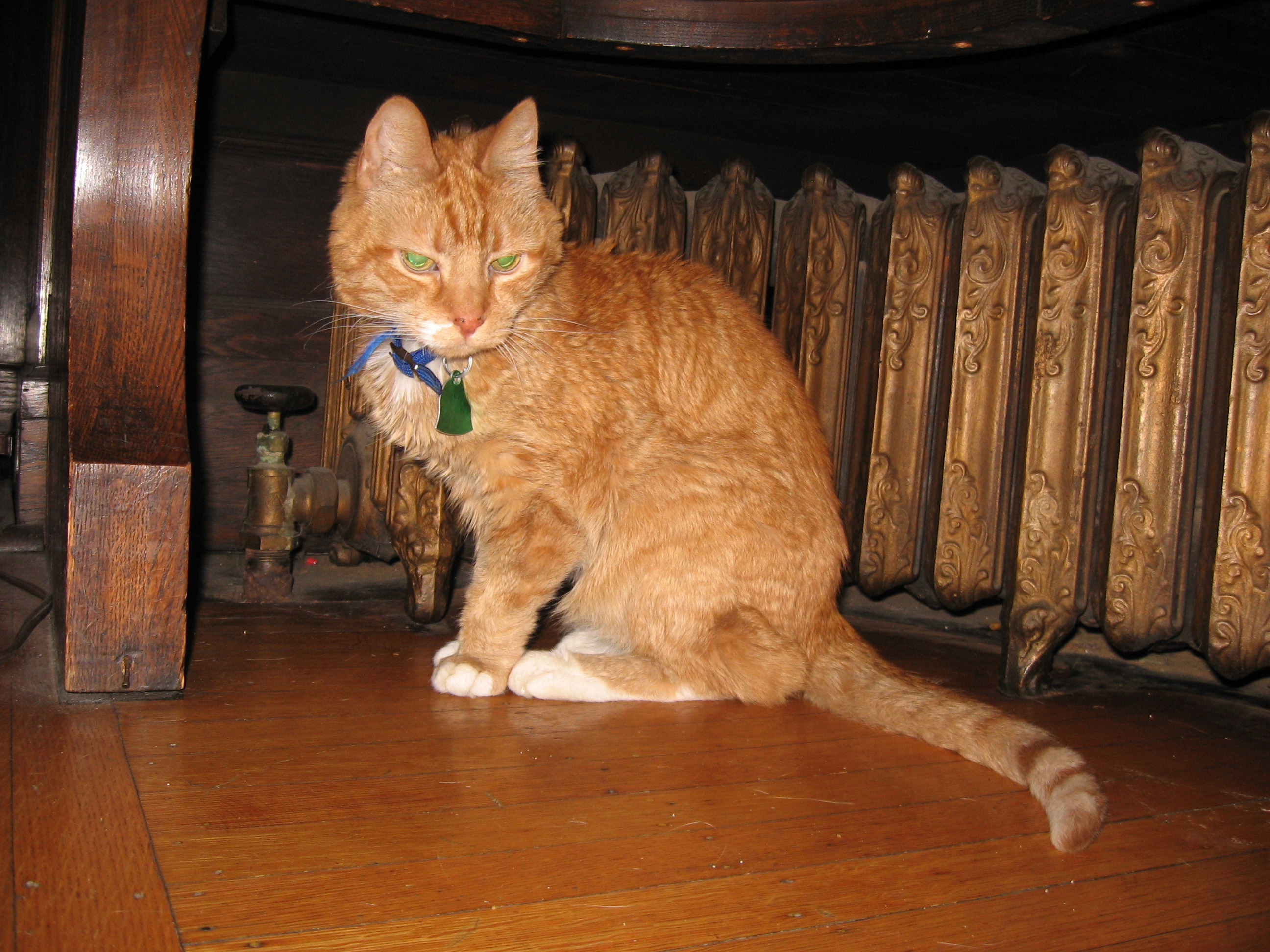 Erik, underweight orange tabby, sits in front of radiator, facing camera