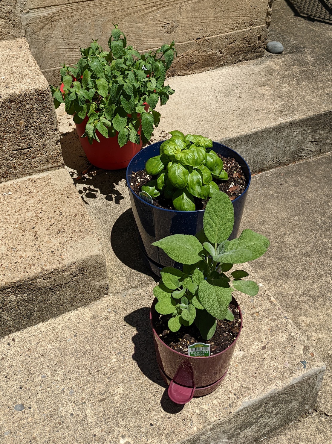 three plants in a row on a step