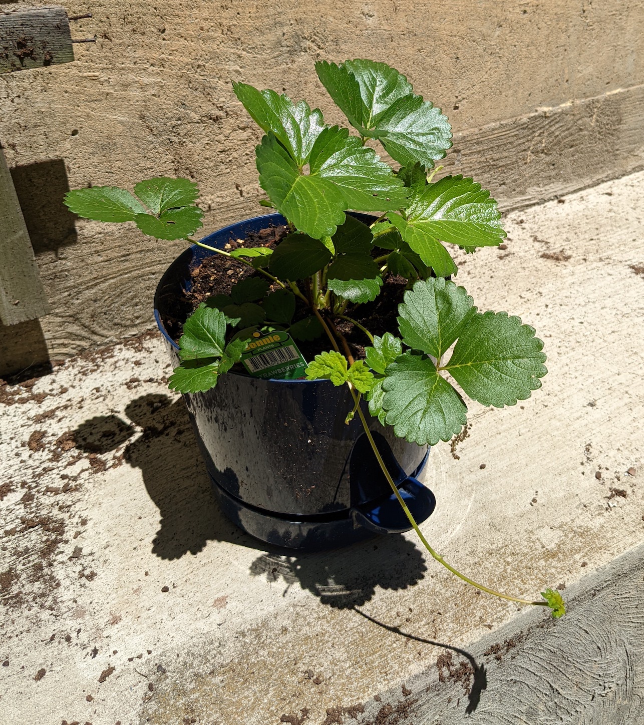 strawberry plant in 8in pot