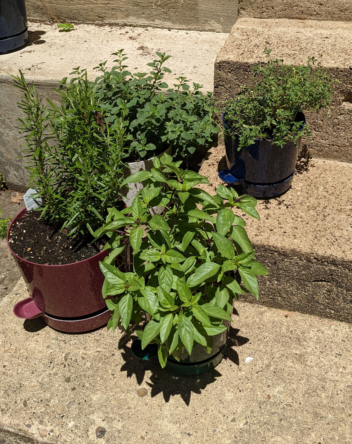 lush Thai basil in front, also rosemary, oregano, and thyme