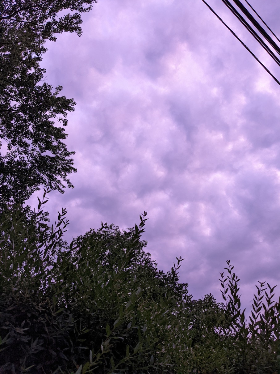 bright purple clouds framed by tree branches at bottom and left and power lines upper right