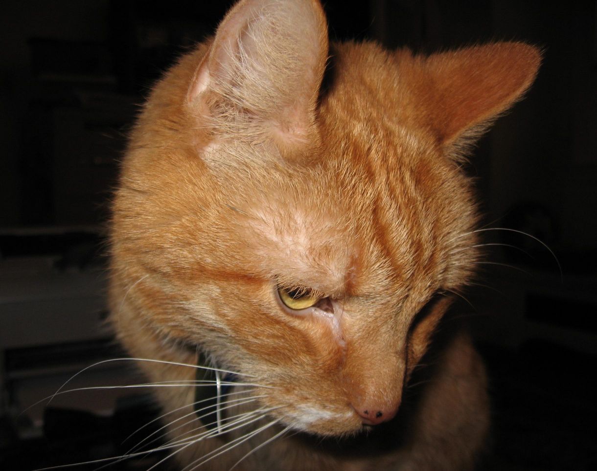 Erik, an orange tabby with golden eyes, closeup