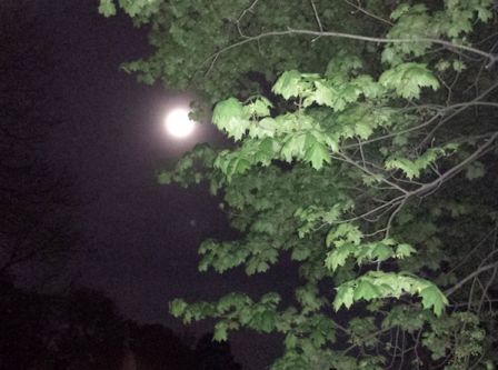 full moon with tree more visible