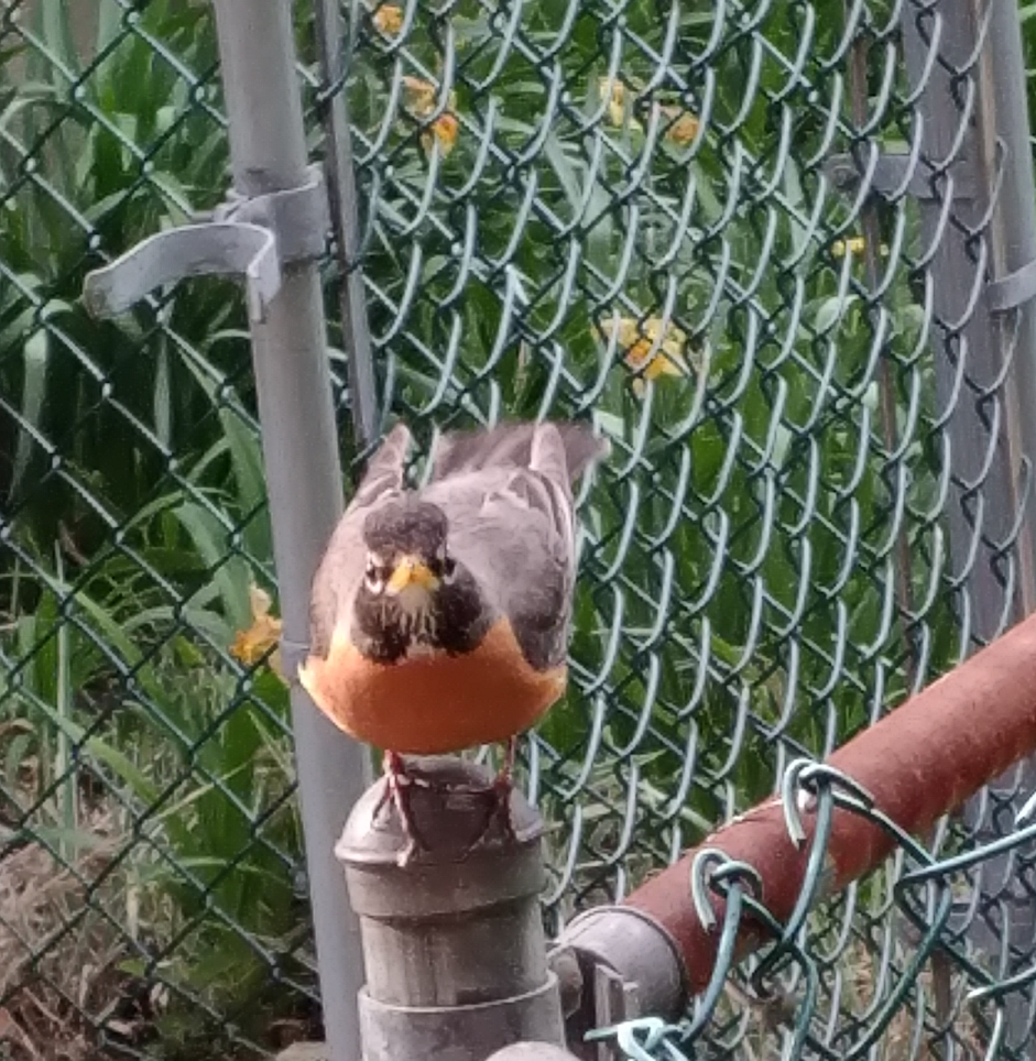 robin on fencepost, head-on
