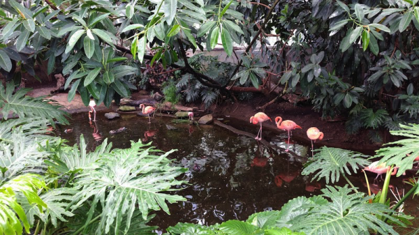 many flamingos in water surrounded by trees