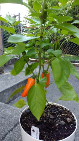 new peppers